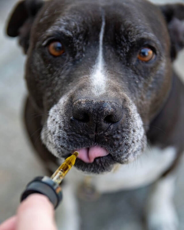 Rimedi Naturali Per La Tosse Del Cane E Del Gatto