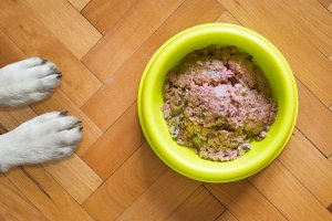 Scopri di più sull'articolo Fido, l’estate e la ciotola