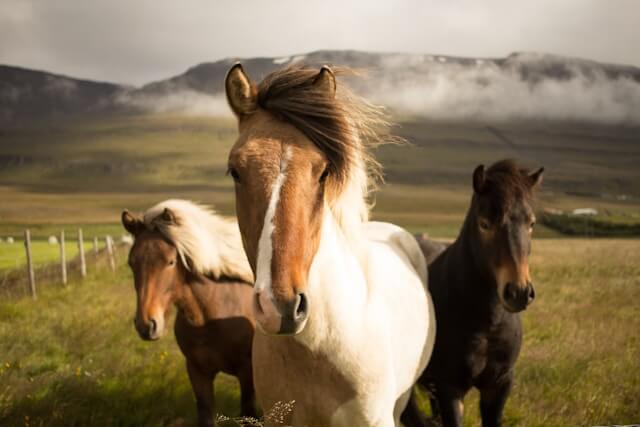 Al momento stai visualizzando Cavalli, pony e dermatite: che fare?