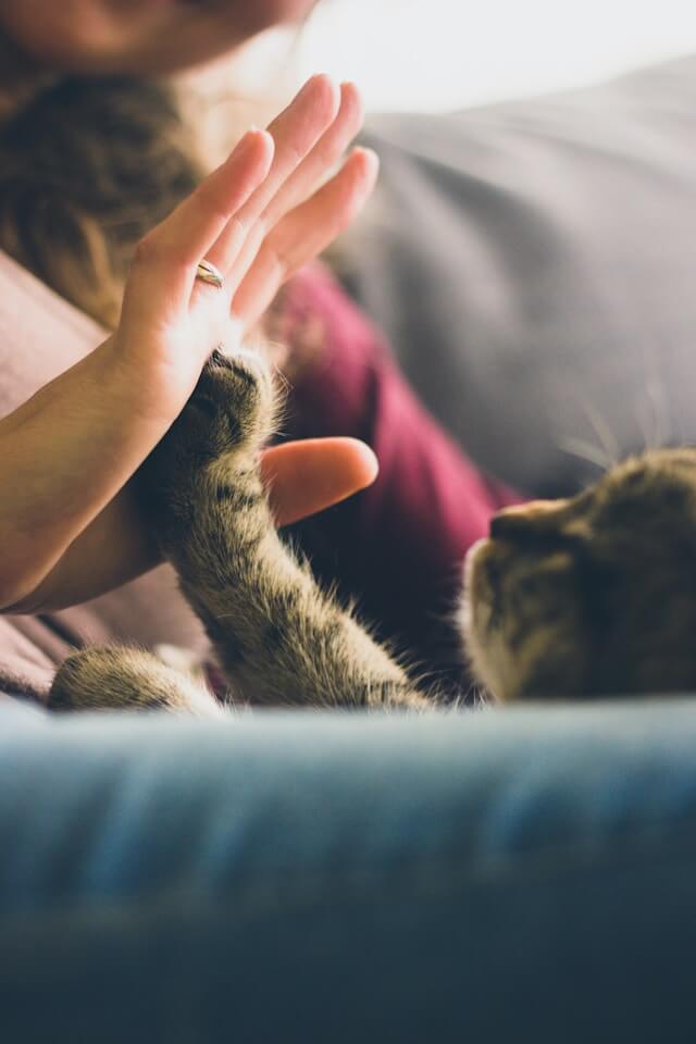 Al momento stai visualizzando Pet o non pet?