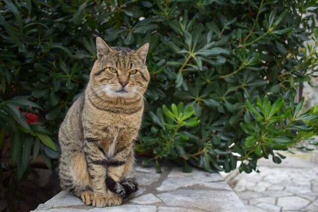 Al momento stai visualizzando Che fare se il gatto anziano non mangia