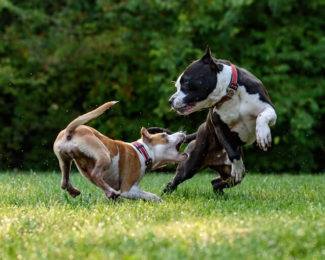 cane-aggressivo-come-fare